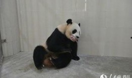 林冰最新爆料熊猫,熊猫生成背后的神秘技术大揭秘