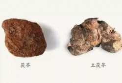 原神白术最新爆料图片,神秘仙子降临，神秘技能引期待